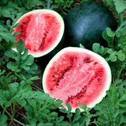 Sugar Baby Watermelon Seeds  - 1
