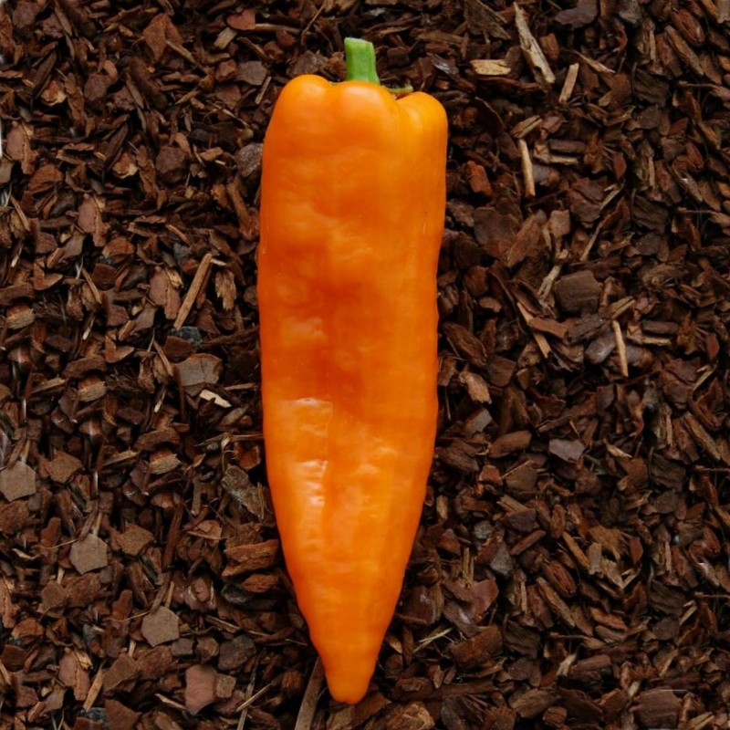 2.05 Graines de doux Poivron Géant RAMIRO