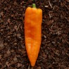 2.05 Graines de doux Poivron Géant RAMIRO