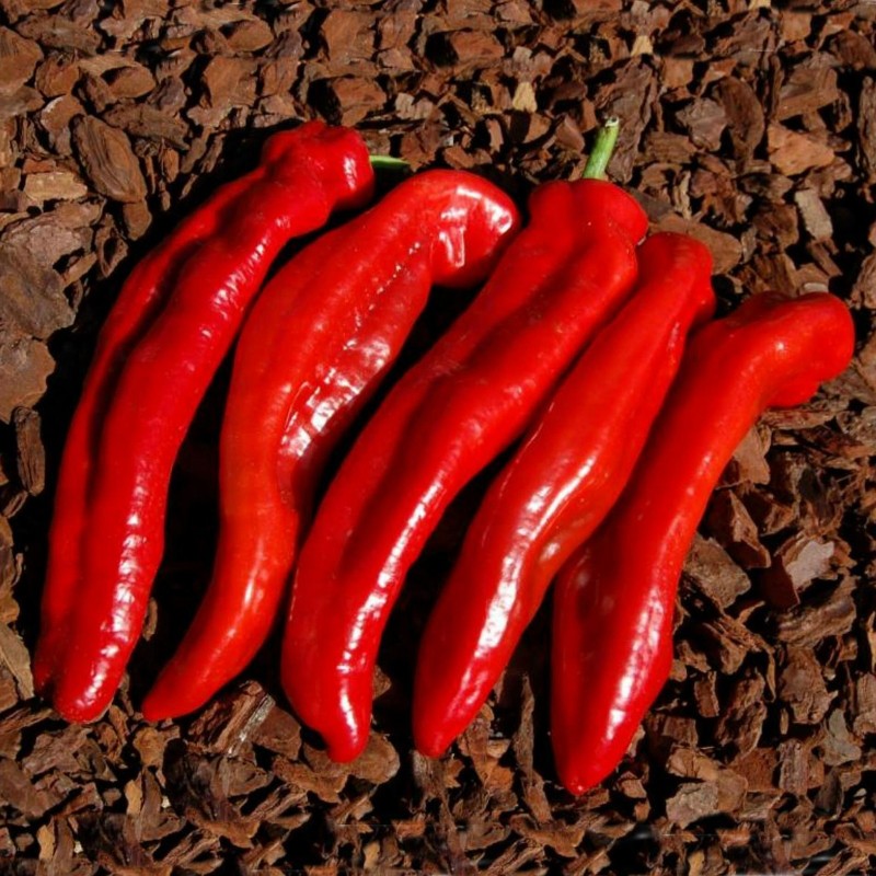 2.05 Ramiro Riesen Paprika Samen