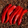 2.05 Ramiro Riesen Paprika Samen