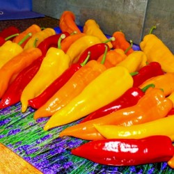 Saatgut aus Eigenanbau 20 Samen Snack Paprika Mix Ampel Farben