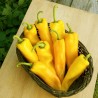 2.05 Ramiro Riesen Paprika Samen