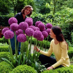 Jättelök Frön (Allium giganteum)  - 4