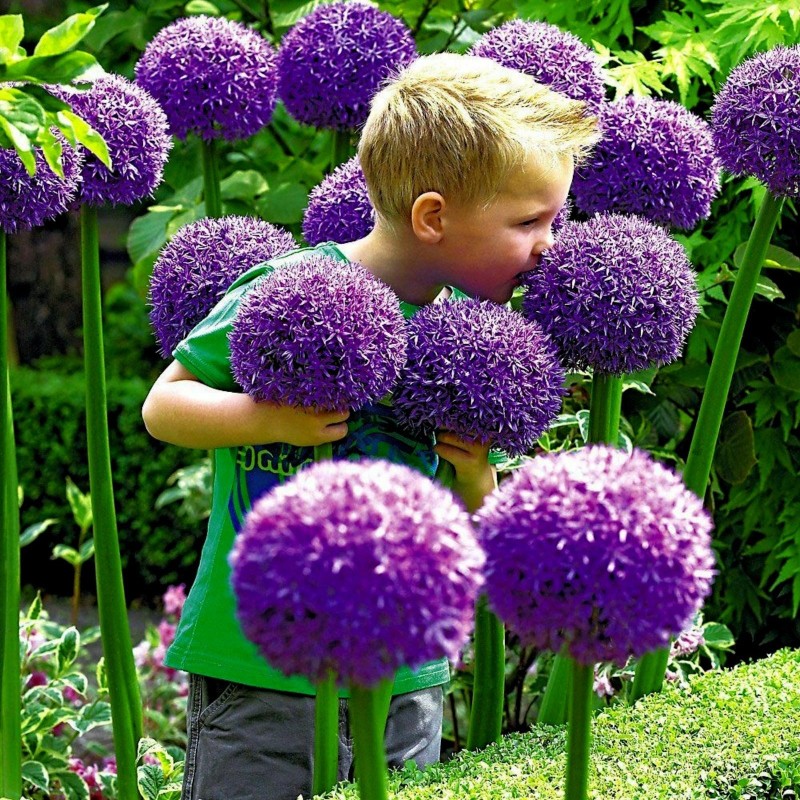 Allium Giganteum Seme - Globemaster