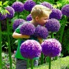 Allium Giganteum Seme - Globemaster