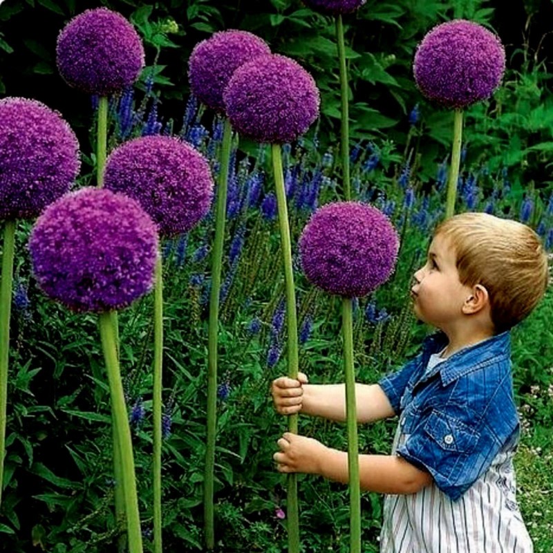Graines de Ail Géant (Allium giganteum)