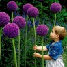 Allium Giganteum Seme - Globemaster