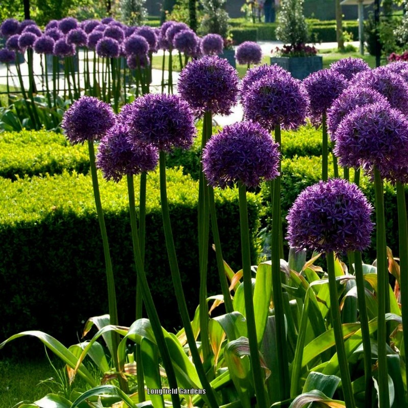Graines de Ail Géant (Allium giganteum)