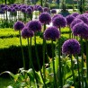 Graines de Ail Géant (Allium giganteum)