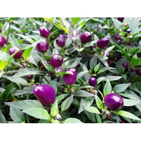 Chili 'Filius Blue' Seeds | Price: €2.00 🌳🌼🌸🌿🌱🍉