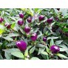 Graines de Piments 'Filius Blue' | Price: 2,00 € 🌳🌼🌸🌿🌱🍉