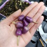 Graines de Piments 'Filius Blue' | Price: 2,00 € 🌳🌼🌸🌿🌱🍉