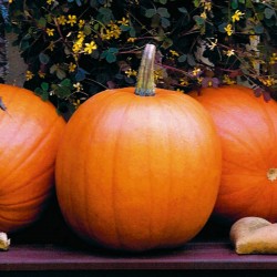 Halloween, Jack’O Lantern Pumpkin Seeds  - 2