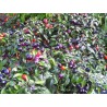 Chili 'Filius Blue' Seeds | Price: €2.00 🌳🌼🌸🌿🌱🍉