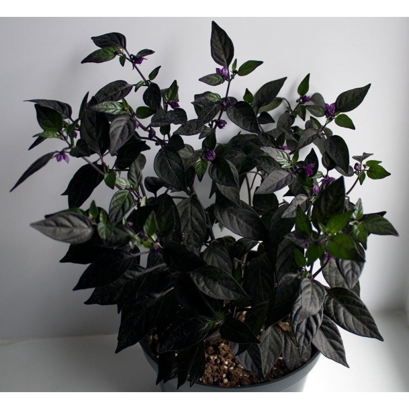 Graines de Piments 'Filius Blue' | Price: 2,00 € 🌳🌼🌸🌿🌱🍉