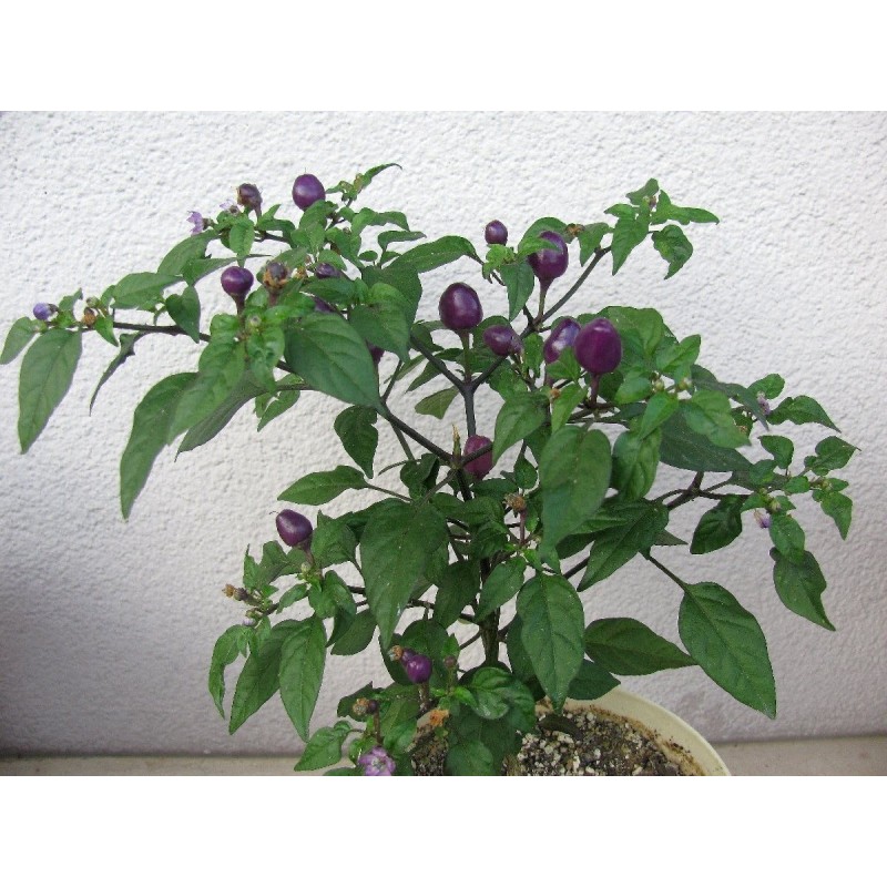 Filius Blue Chili Frön | Price: 2,00 € 🌳🌼🌸🌿🌱🍉