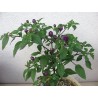 Graines de Piments 'Filius Blue' | Price: 2,00 € 🌳🌼🌸🌿🌱🍉