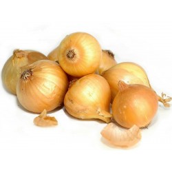 Semillas de cebolla Kupusinski Jabucar (cebolla de manzana)  - 2