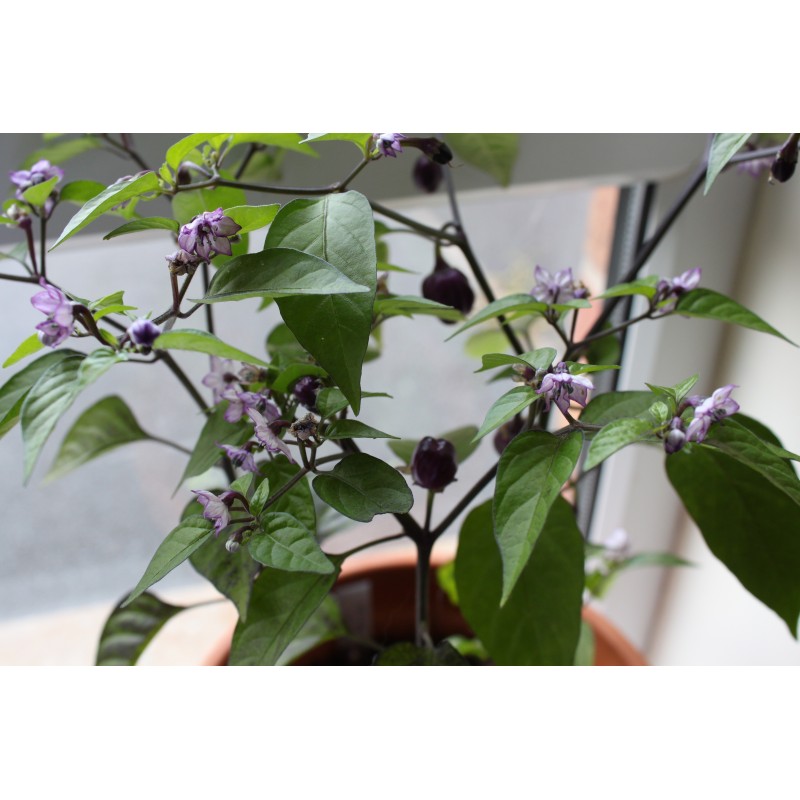 Graines de Piments 'Filius Blue' | Price: 2,00 € 🌳🌼🌸🌿🌱🍉