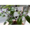 Graines de Piments 'Filius Blue' | Price: 2,00 € 🌳🌼🌸🌿🌱🍉