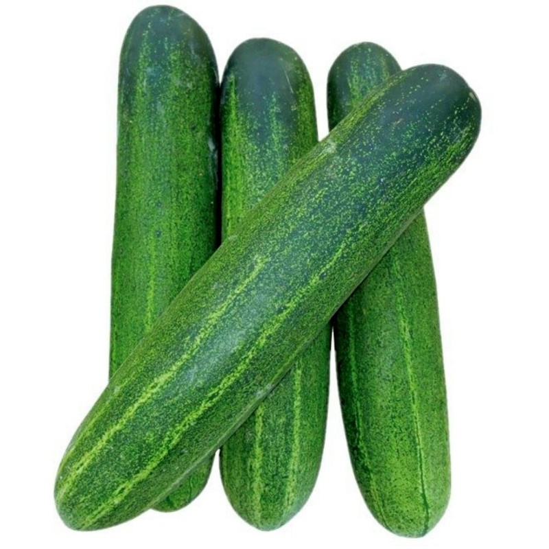 Typhoon Cucumber Seeds Price €1.75