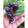 Chili 'Filius Blue' Seeds | Price: €2.00 🌳🌼🌸🌿🌱🍉