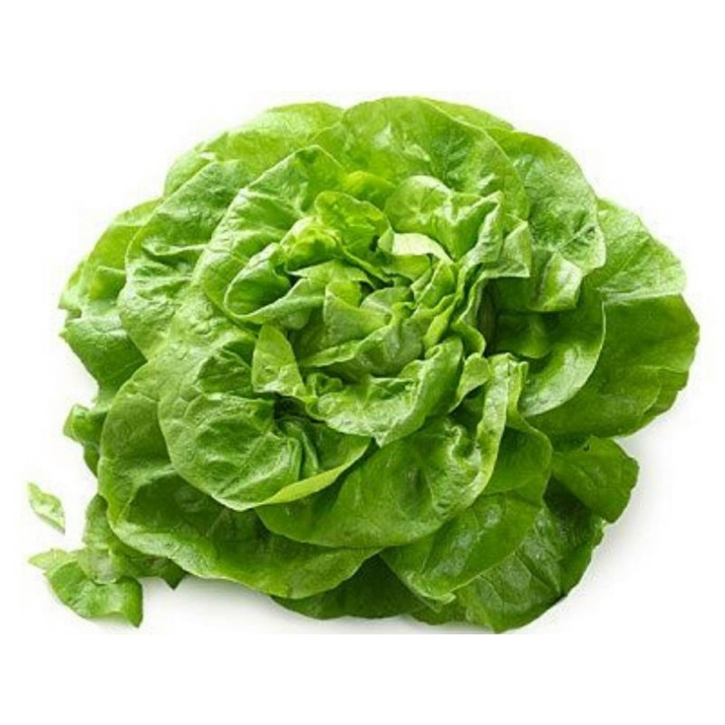 Head Lettuce Seeds Novosadska Majska Price €1.45