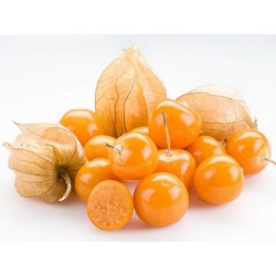 42 1000 Graines Coqueret du Pérou (Physalis peruviana)