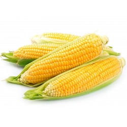 Золотой Bantam сладкой кукурузы Семена  - 2