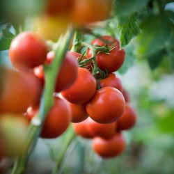 Semillas de tomate Jasenički Jabučar (manzana Jasenica)  - 2