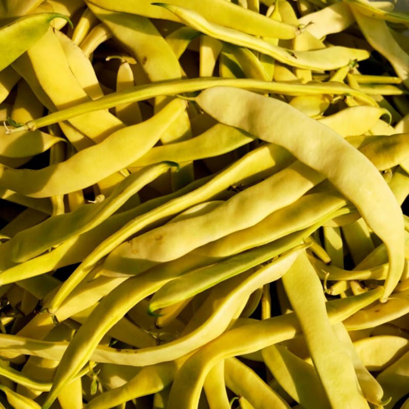 Goldoral Yellow Beans Seeds 