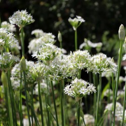 Semillas Ajo Cebollino Chino (Allium tuberosum)  - 1