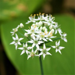 Asian chives, Chinese chives Seed (Allium tuberosum)  - 3