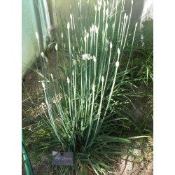 Asian chives, Chinese chives Seed (Allium tuberosum)  - 4