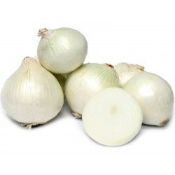 White Lisbon Bunching Onion Seeds (Allium cepa)  - 1