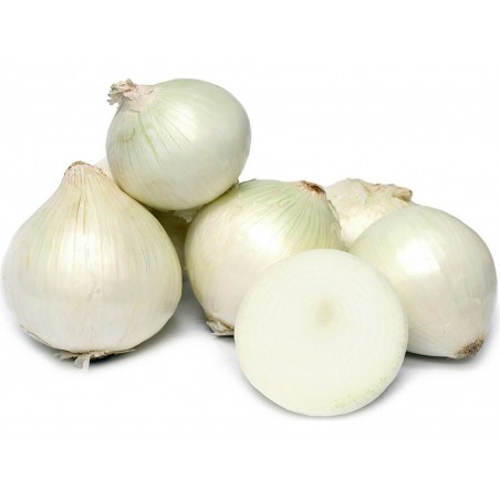 White Lisbon Bunching Onion Seeds (Allium cepa) | Price: 2,20 € 🌳🌼🌸🌿🌱🍉