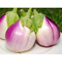 Aubergine – Eggplant Seeds Rosa Bianca Seeds Gallery - 3