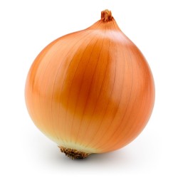 Onion Seeds Kupusinski Jabucar