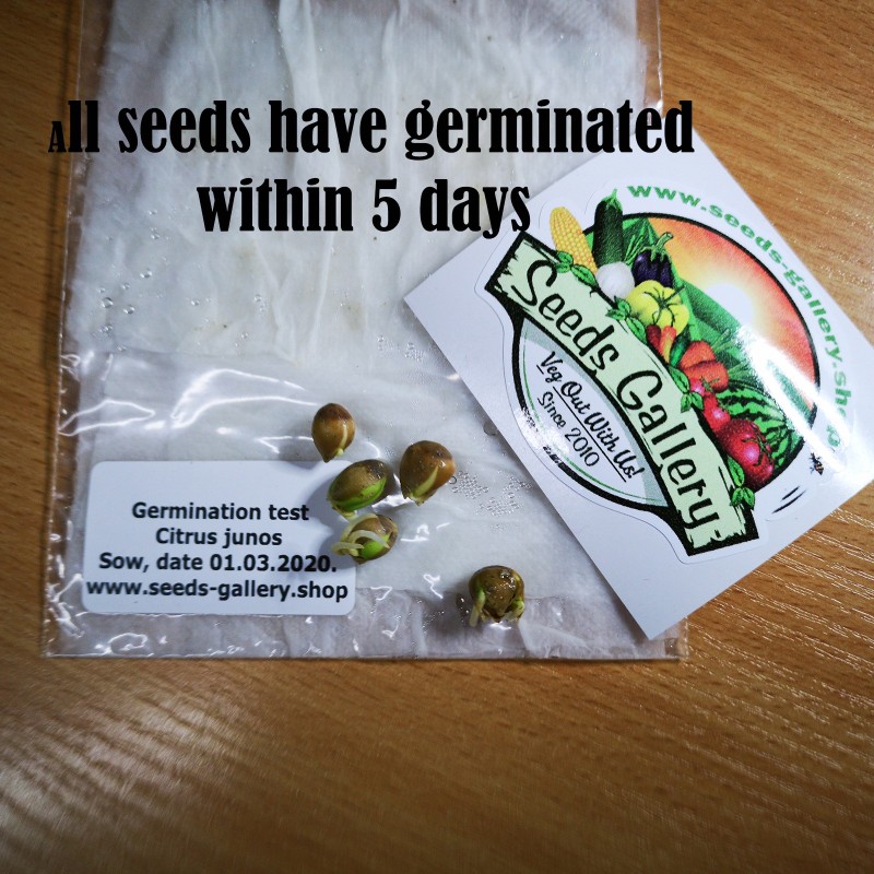 Yuzu Seeds Japanese citrus fruit -20°C (Citrus junos)  - 3