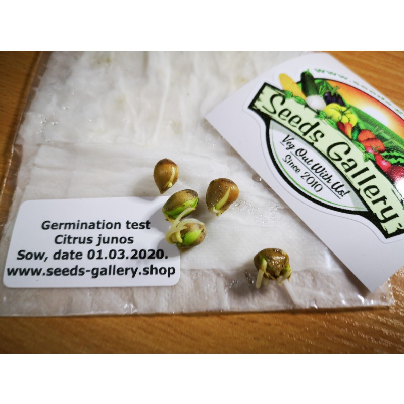 4.15 Yuzu Zitrone Samen Winterhart bis -20°C (Citrus junos)