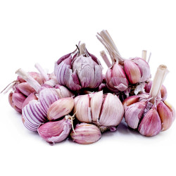 Spanish Roja Garlic