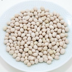 Λευκή φασόλια μαργαριτάρι σπόρους Ζenit