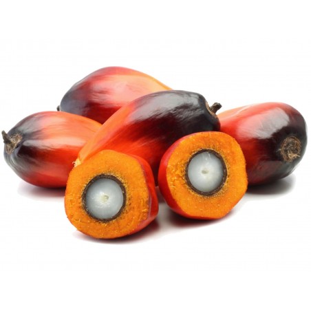 African Oil Palm Seeds (Elaeis guineensis) | Price: 4,95 € 🌳🌼🌸🌿🌱🍉