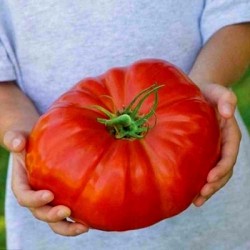 Sementes de tomate Tres Cantos