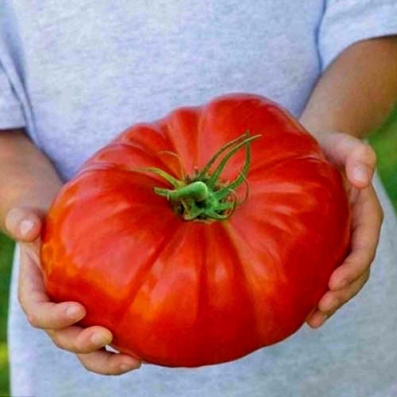 https://www.seeds-gallery.eu/9602-large_default/tres-cantos-beefsteak-tomato-seeds.jpg