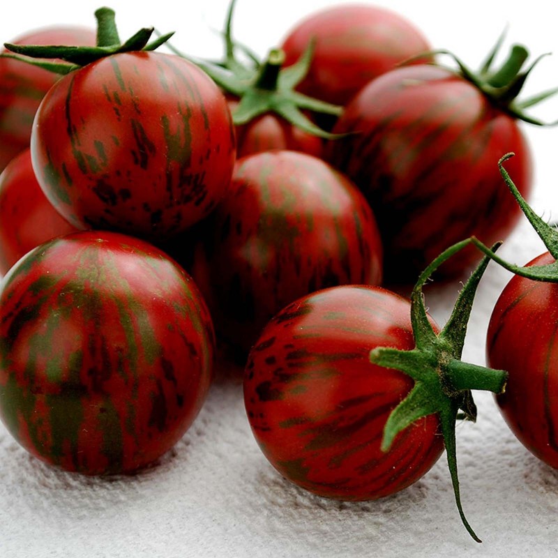 1.85 Semi di pomodoro Artisan Purple Bumblebee