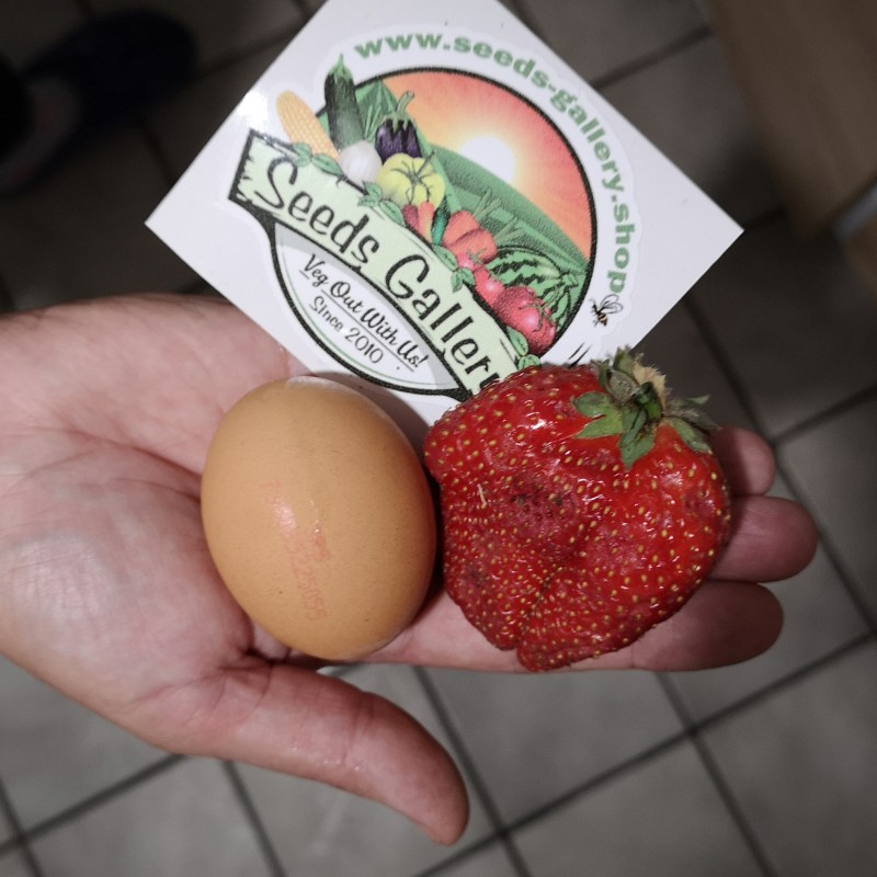 2.85 Semi di Fragola Gigante