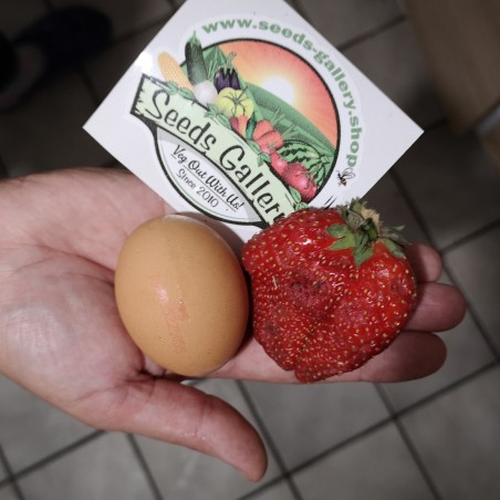 2.85 Semi di Fragola Gigante