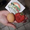 2.85 Semi di Fragola Gigante